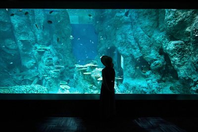 🐠 고치 현립 아시즈리 해양관 SATOUMI 이미지 2